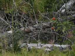 tatrzanski_park_narodowy_2025