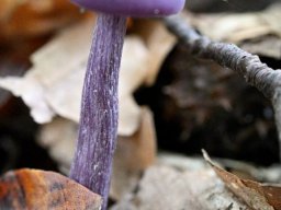 Laccaria amethystina