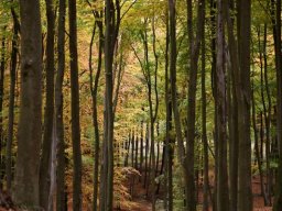 miedzy_drzewami_las_2025